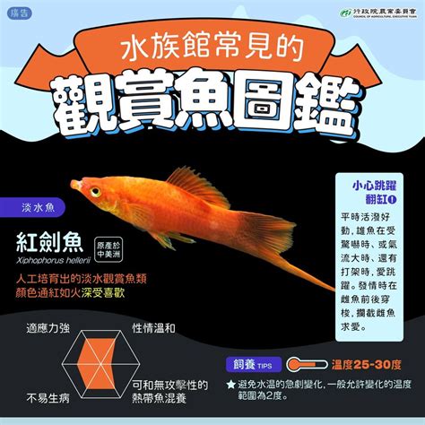 觀賞魚品種|觀賞魚主題館